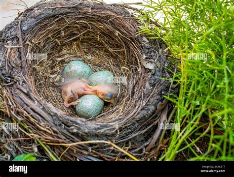 Blackbirds nest with eggs hi-res stock photography and images - Alamy