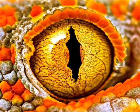 Snakes have the COOLEST eyes ever!! | reptilian love cx | Pinterest ...