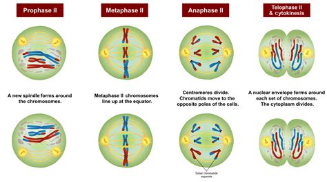 Label The Phases Of Meiosis