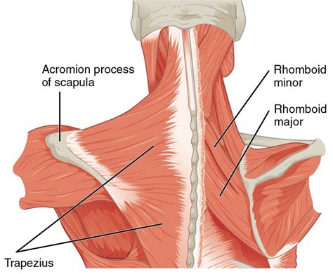 Muscle Study: The Rhomboids – Brain. Body. Food.