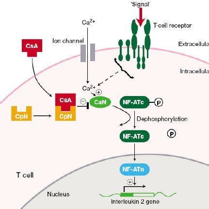 (PDF) Systemic Cyclosporin in the Treatment of Psoriasis