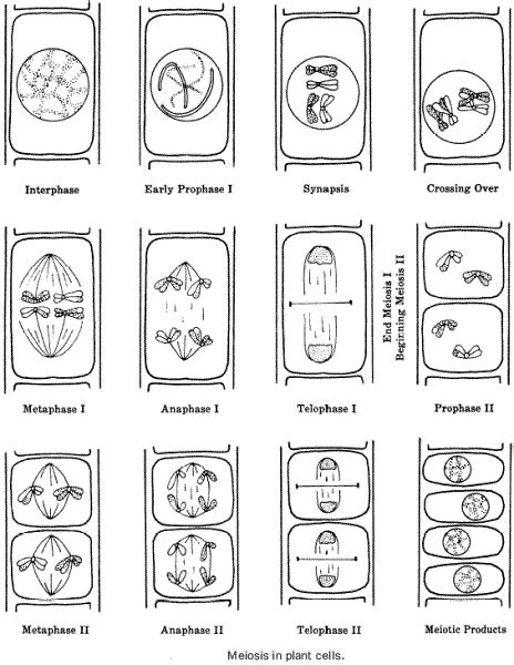 The Stages Of Meiosis Paste Page