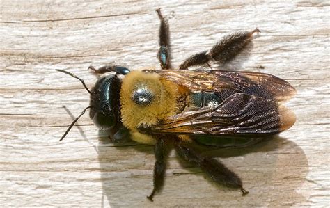 How Bad Is It To Have Carpenter Bees On My Chicago Property?