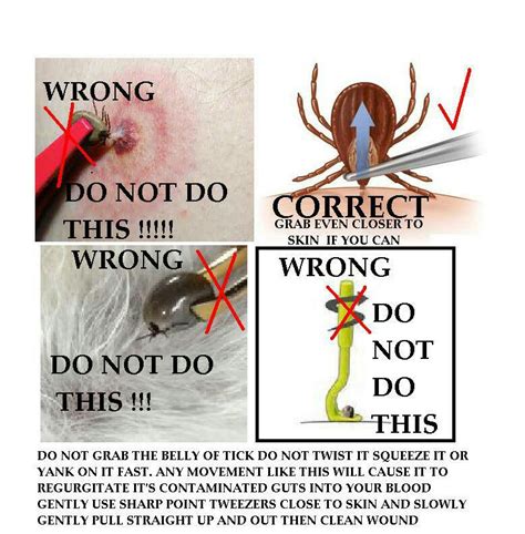 Proper and Safe Tick Removal | SouthPaw Animal Clinic