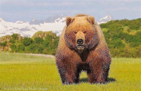 🔥 Grandfather... The massive 12’ Grolar Bear currently roaming in ...