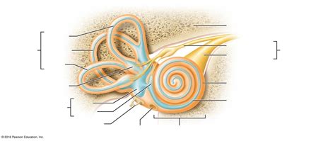 Membranous Labyrinth Diagram | Quizlet