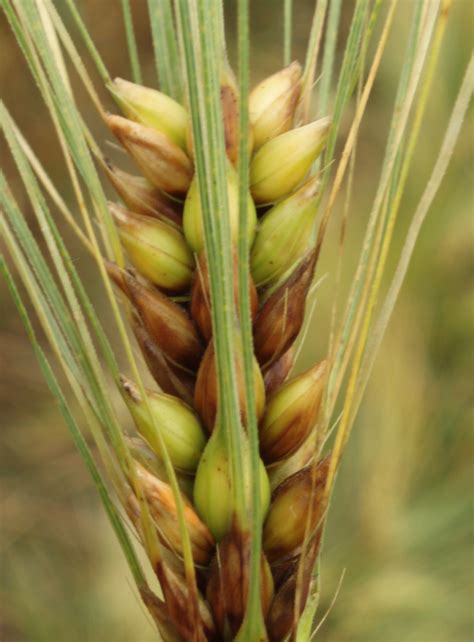 Barley | Diseases and Pests, Description, Uses, Propagation