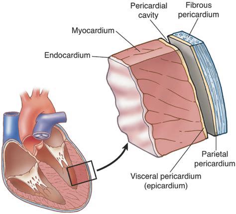 CARDIOVASCULAR SYSTEM