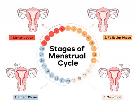 The 4 Stages of the Menstrual Cycle | Aunt Flow