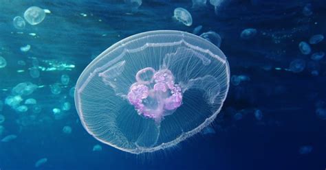 Moon Jellyfish facts, habitat, size and sting of Saucer jellyfish