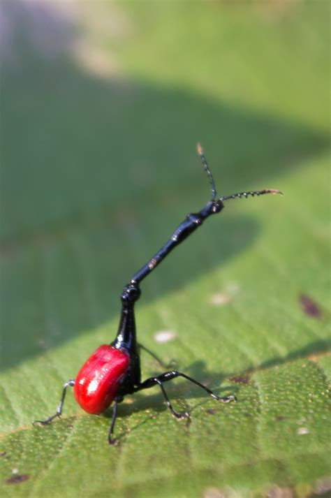 Hidden Unseen: Giraffe Weevil of Madagascar