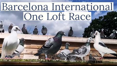 Barcelona International One Loft Race | Racing Pigeons | Pigeon Races ...