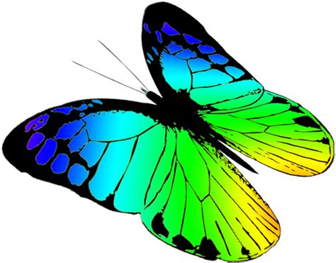 Butterfly Transparent Background - soakploaty