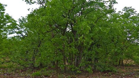 Community leaders in Limpopo concerned about illegal cutting down of ...