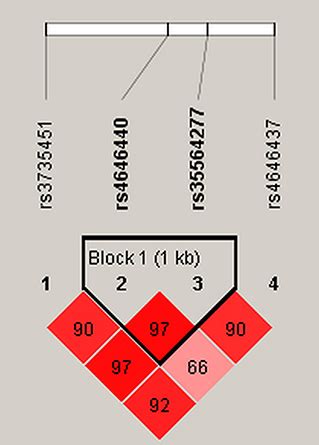 Frontiers | Effects of CYP3A4 Polymorphisms on Drug Addiction Risk ...