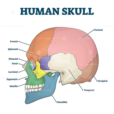 Human skull bones skeleton labeled educational scheme vector ...