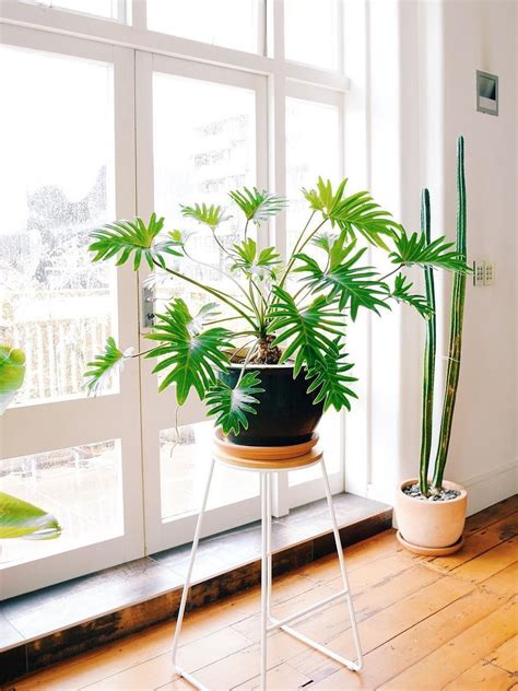 How to Take Care of a Philodendron Xanadu, the Lush, Leafy Plant You Need