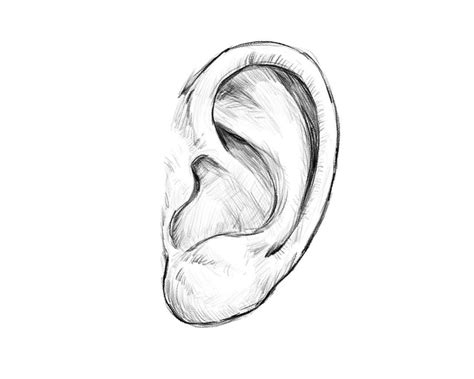 How To Draw A Human Ear