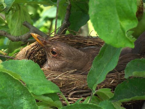 Common Blackbird Female on the Nest