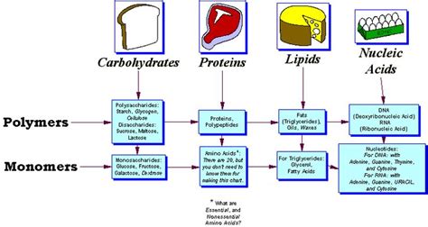 Pin on macromolecules