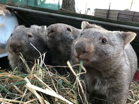 Wombat behaviour, burrows and being neighbours – guide – Rivers of Carbon