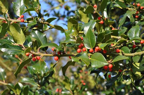 18 Species of Holly Trees and Shrubs