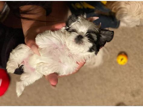 3 female Imperial Shih tzu puppies for sale Nashville - Puppies for ...