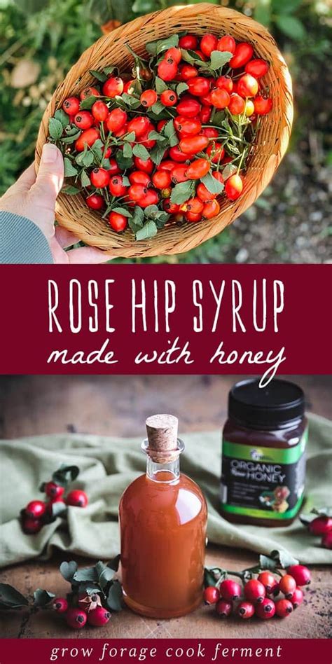 Rose Hip Syrup: Foraged and Made with Honey