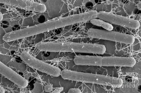 Lactobacillus Acidophilus Photograph by Scimat