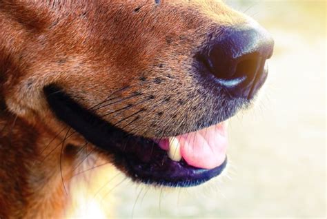 Dog Whiskers: 5 Common Questions Answered | Nylabone