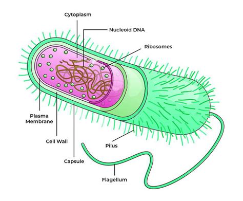 Bacteria - Definition, Structure, Diagram, Classification