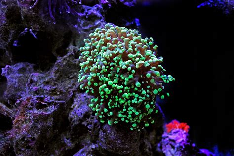 Frogspawn Coral Care Sheet (Euphyllia divisa): The Complete Guide