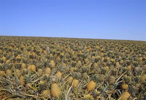 A pineapple farm : r/oddlysatisfying