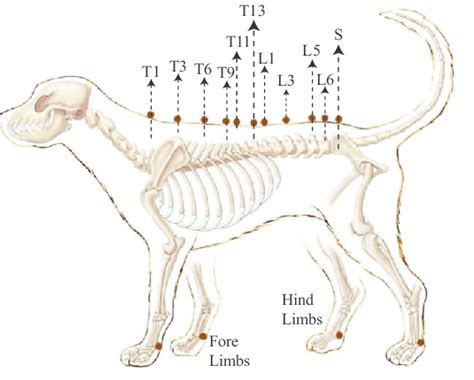 Dog Spinal Cord Anatomy