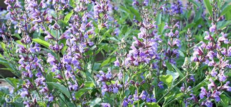 Growing Sage for Flavour and Flowers