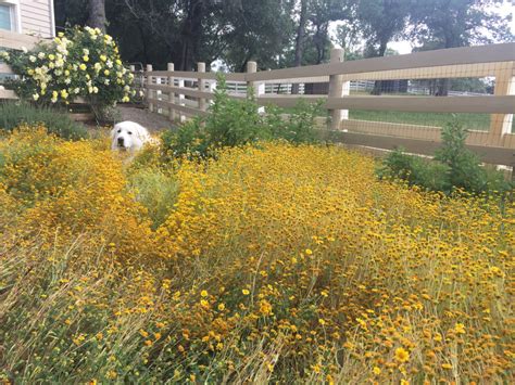 How to Create a Super Bloom in Your Own Garden with Native Wildflowers