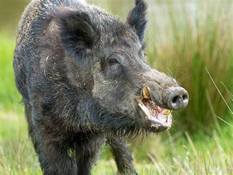 Analysis of Feral Pigs Within California and Texas | Mathematics for ...