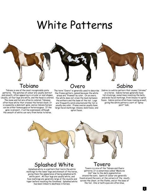 paint horse color patterns - foreverandalwayspianotutorial