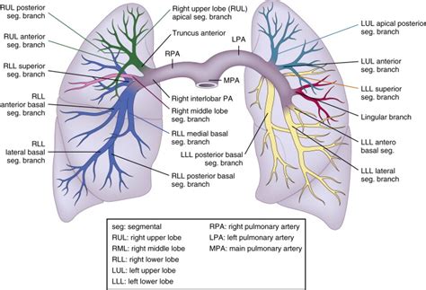 Pulmonary Embolism and Other Pulmonary Artery Lesions | Radiology Key