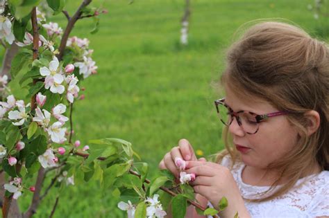 Cortland – Nystrom Orchard