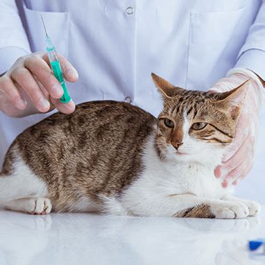 Diagnosis and Treatment of Cat Rabies | VetAmerican