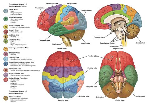 Different types of atlas of the human brain - Brainstorm