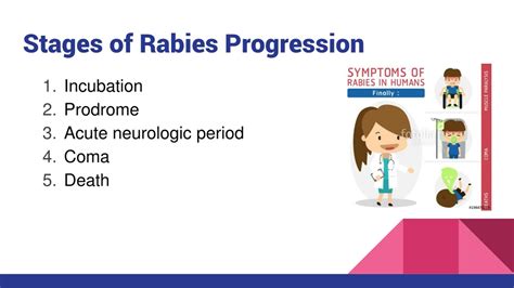 Stages Of Rabies