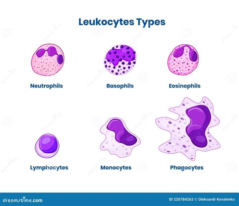 Tipos De Glóbulos Blancos. Tipos De Leucocitos Ilustración del Vector ...