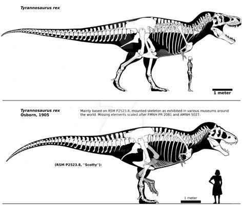 Sue vs Scotty Tyrannosaurus Rex specimens | Tyrannosaurus rex ...