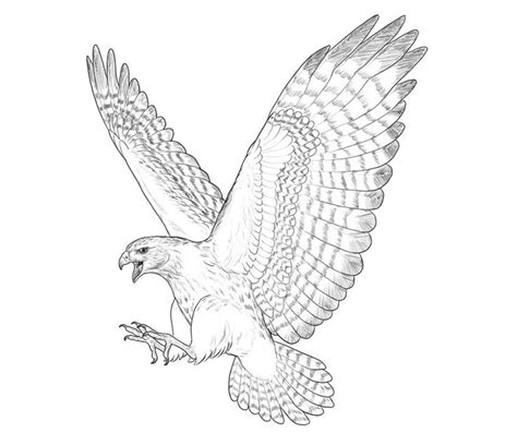 How to Draw a Hawk | Hawk tattoo, Bird of prey tattoo, Falcon drawing