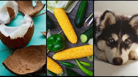 Coconut Corn Husky: Is It a Dog Breed? | ChrisD.ca