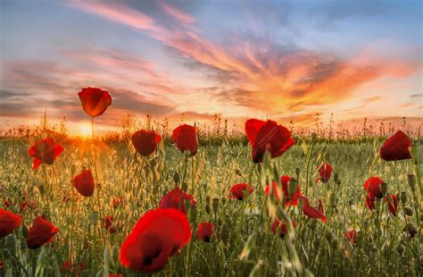 poppies sunrise | Flowers photography, Poppies, Flower painting