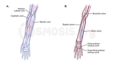 Vessels and nerves of the forearm | Osmosis