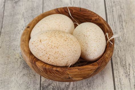 Turkey Eggs 101 ~ 8 Questions Answered - Rural Living Today